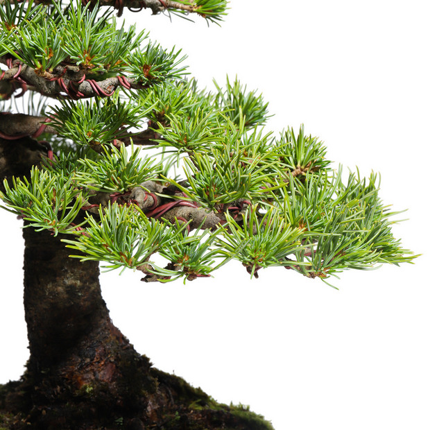五葉松　-Japanese white pine-　（推定樹齢40年）-M0017- 詳細画像